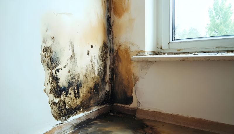 Attic Mold Remediation in Fort Worth, TX