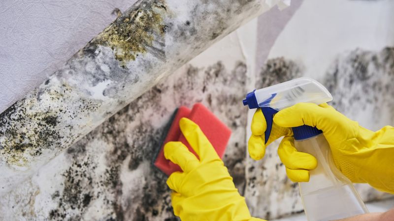 Basement Mold Removal in Frisco, TX