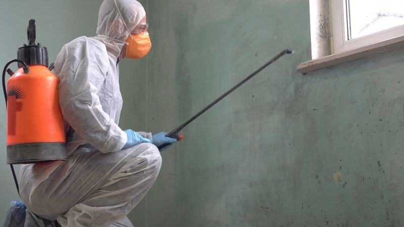 Black Mold Removal in Plano, TX
