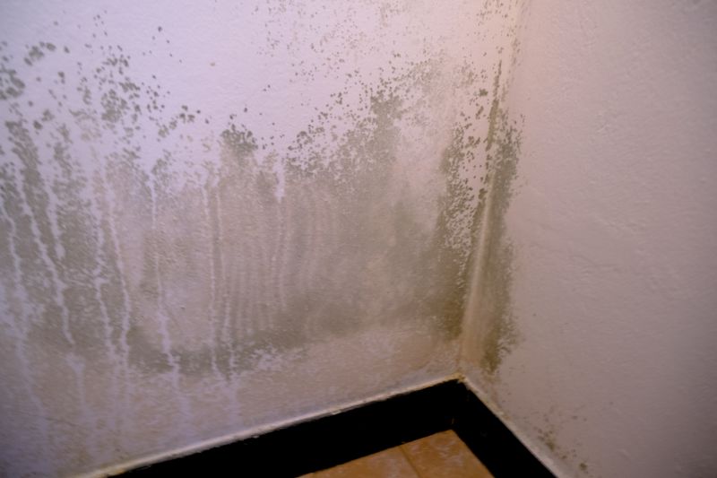 Mold Abatement Service in Jupiter, FL