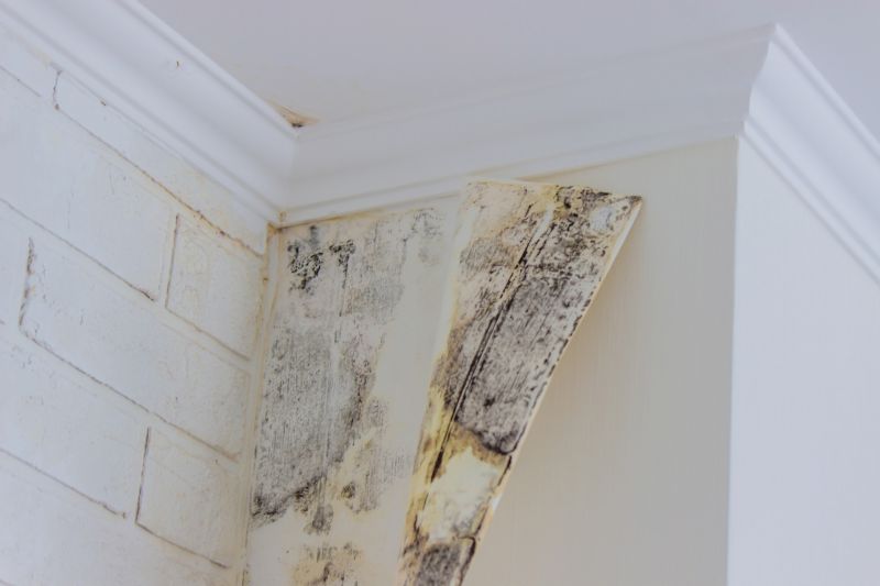Mold Cleanup Service in Fort Worth, TX