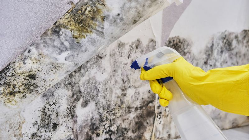 Mold Control in Dallas, TX