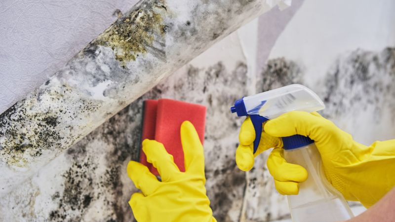 Mold Remediation Service in Boca Raton, FL