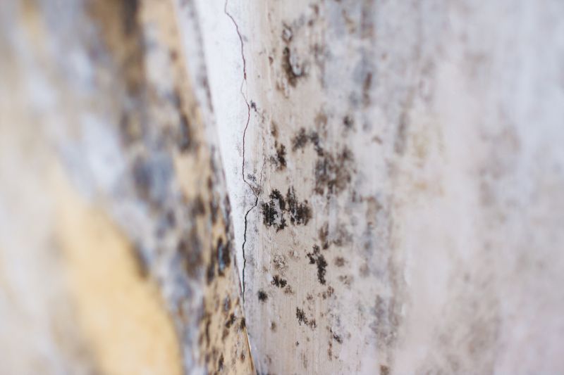 White Mold Mitigation in Jupiter, FL