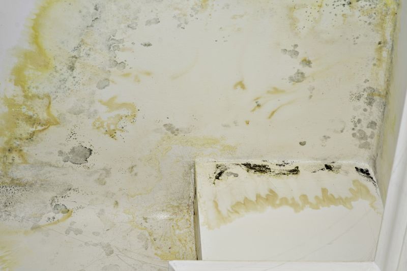 White Mold Mitigation in Bergen County, NJ