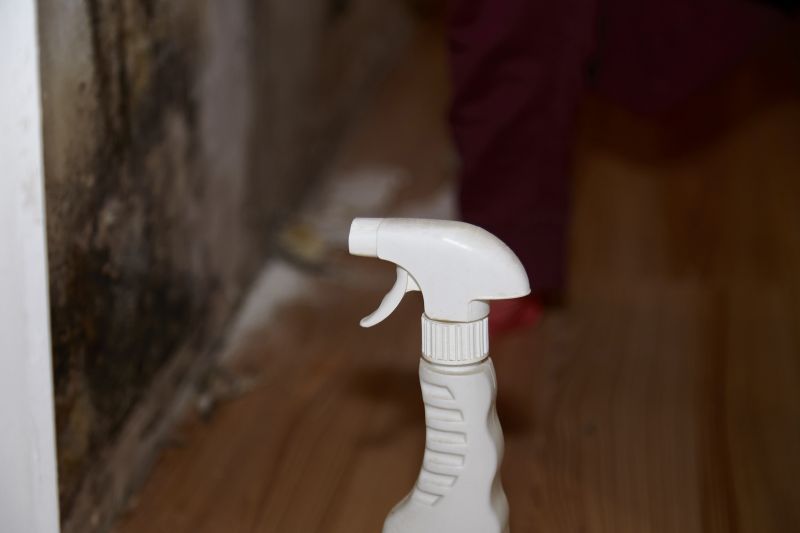 White Mold Mitigation in Broward County, FL