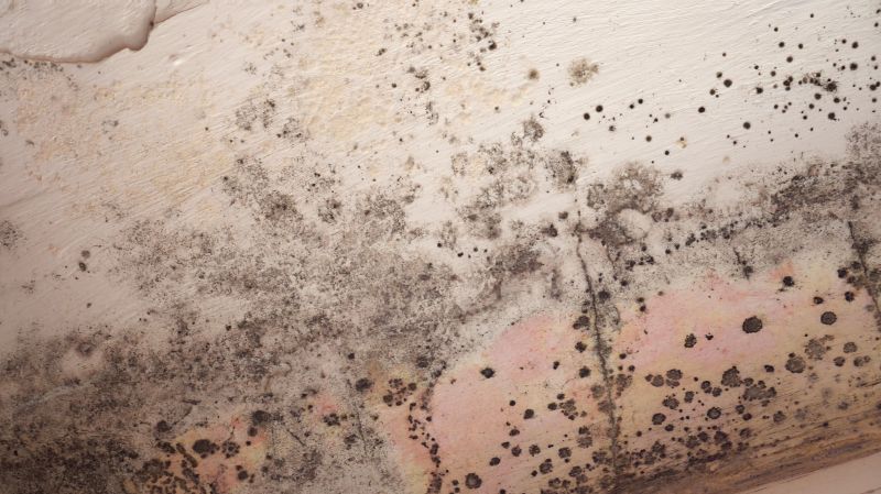 Attic Mold Removal in Dallas, TX